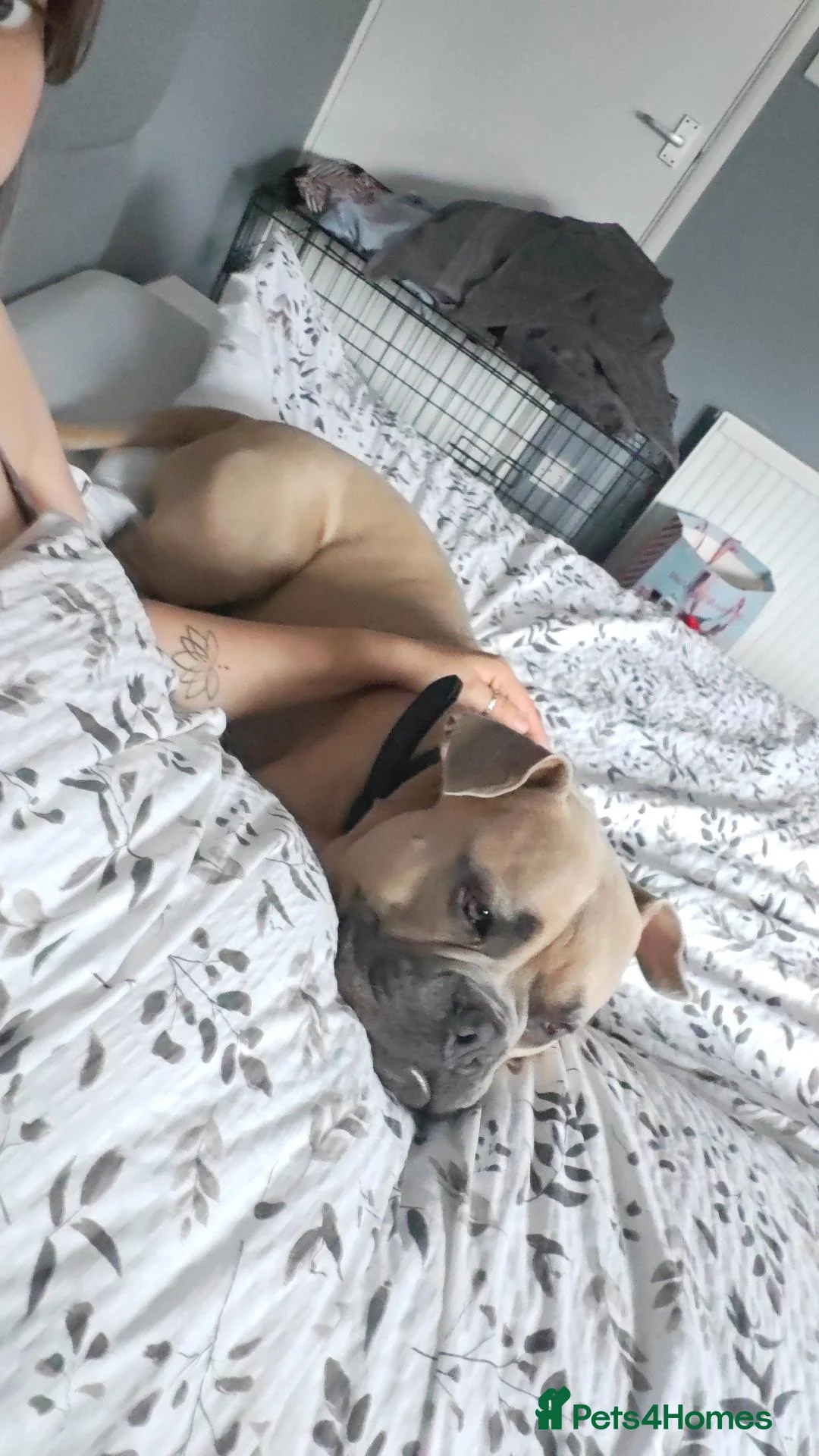 American Bully dogs for sale: Dozer - 1 year Pocket Bully in Loughborough - Advert 1
