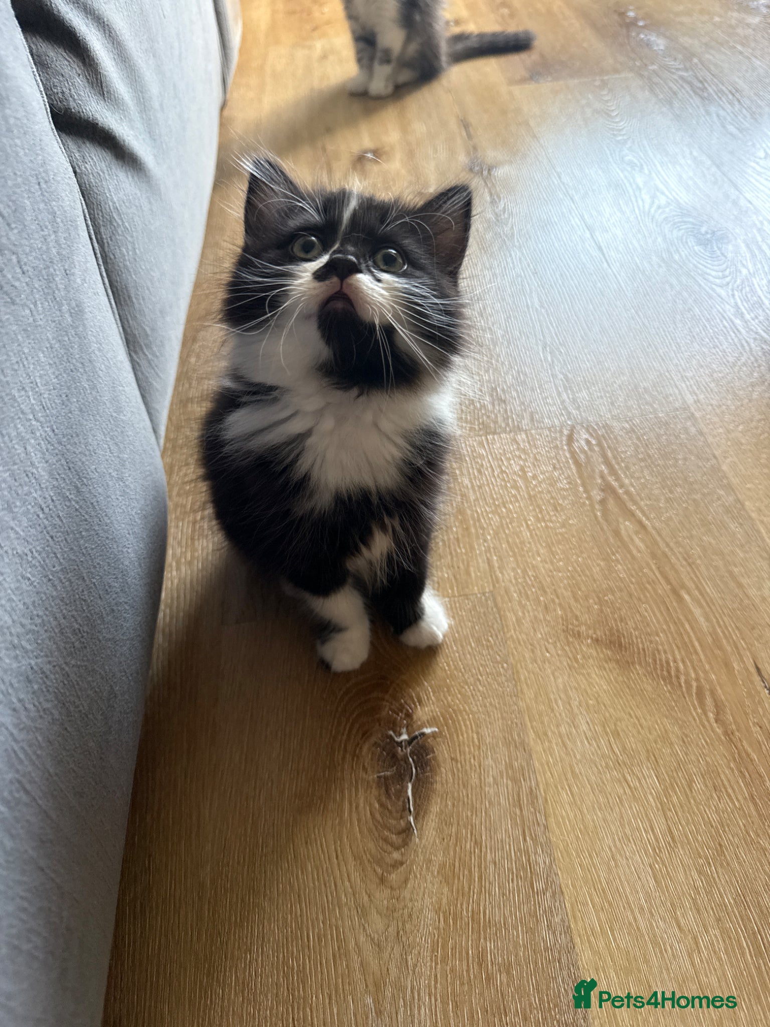 Mixed Breed cats Persian cross kittens! Ready to leave!! - Advert 1