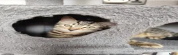 Mixed Breed cats for sale: Beautiful kittens ready for new home - Advert 3