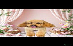 Cockapoo dogs for stud: Cockerpoo for stud - Image 1