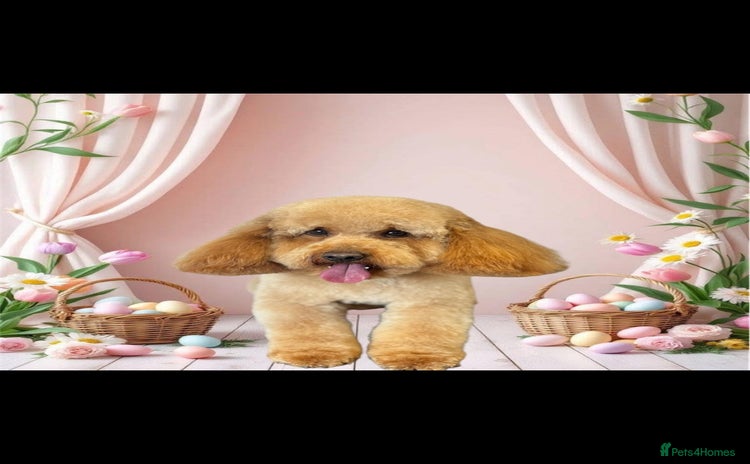 Cockapoo dogs - Advert 1