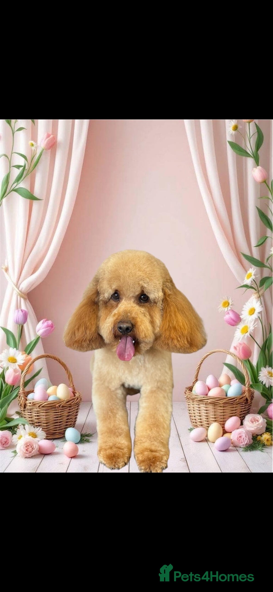 Cockapoo dogs for stud: Cockerpoo for stud - Image 1