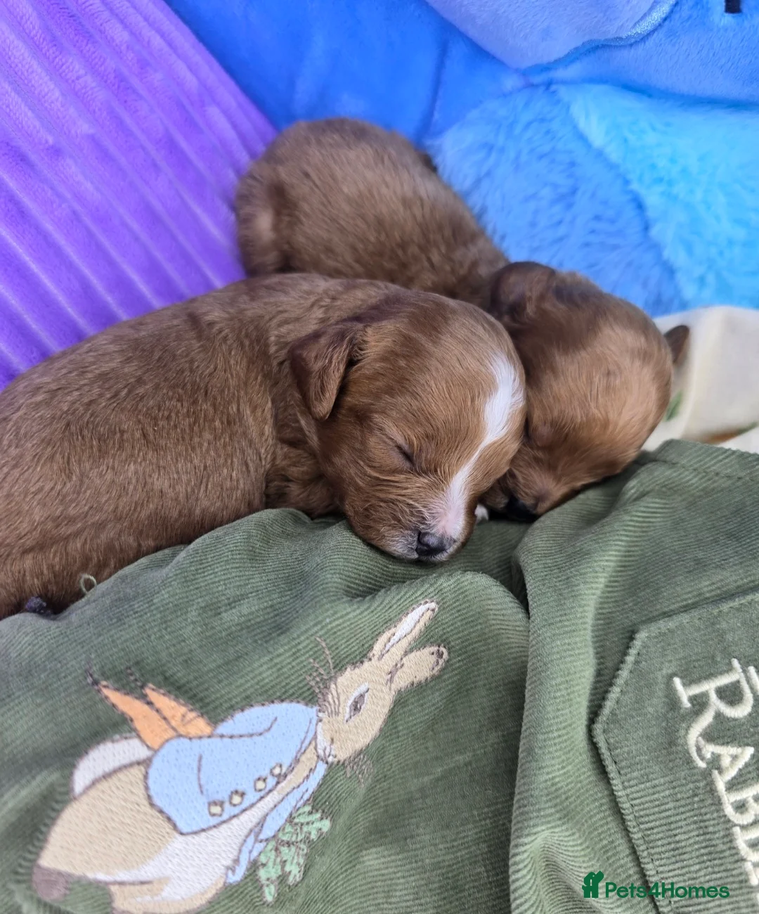 Cavapoo dogs for sale: 🩷🩵SMALL TOY🐶CAVAPOO PUPS🐶HEALTH DNA TESTED🩵🩷 - Advert 3