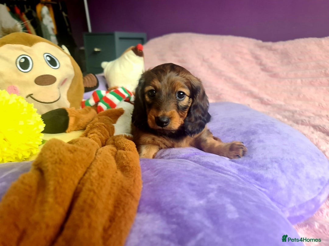 Dachshund dogs for sale: Last one beautiful long-haired dachshunds girl 😍 - Image 30