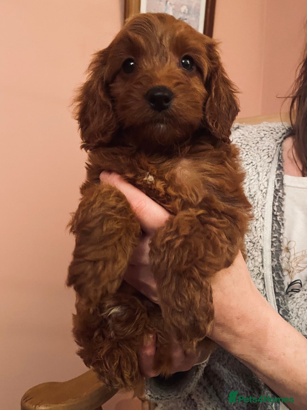 Cockapoo dogs for sale: Top quality fully health tested fox red cockapoos  - Advert 9