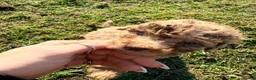 Miniature Poodle dogs for sale: Gorgeous Miniature Poodle Pups - Advert 16
