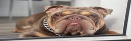 English Bulldog dogs for stud: Fully Suit Lilac Tan Stud newly REDUCED price in Whitley Bay - Advert 9