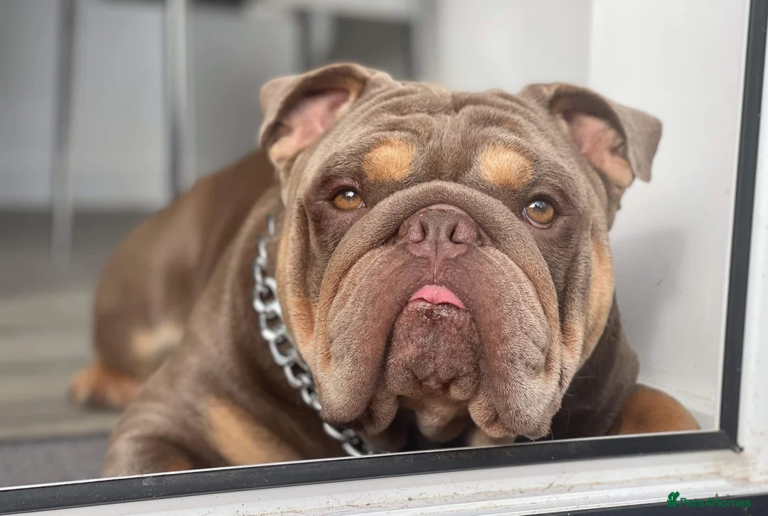 English Bulldog dogs for stud: Fully Suit Lilac Tan Stud newly REDUCED price in Whitley Bay - Advert 9