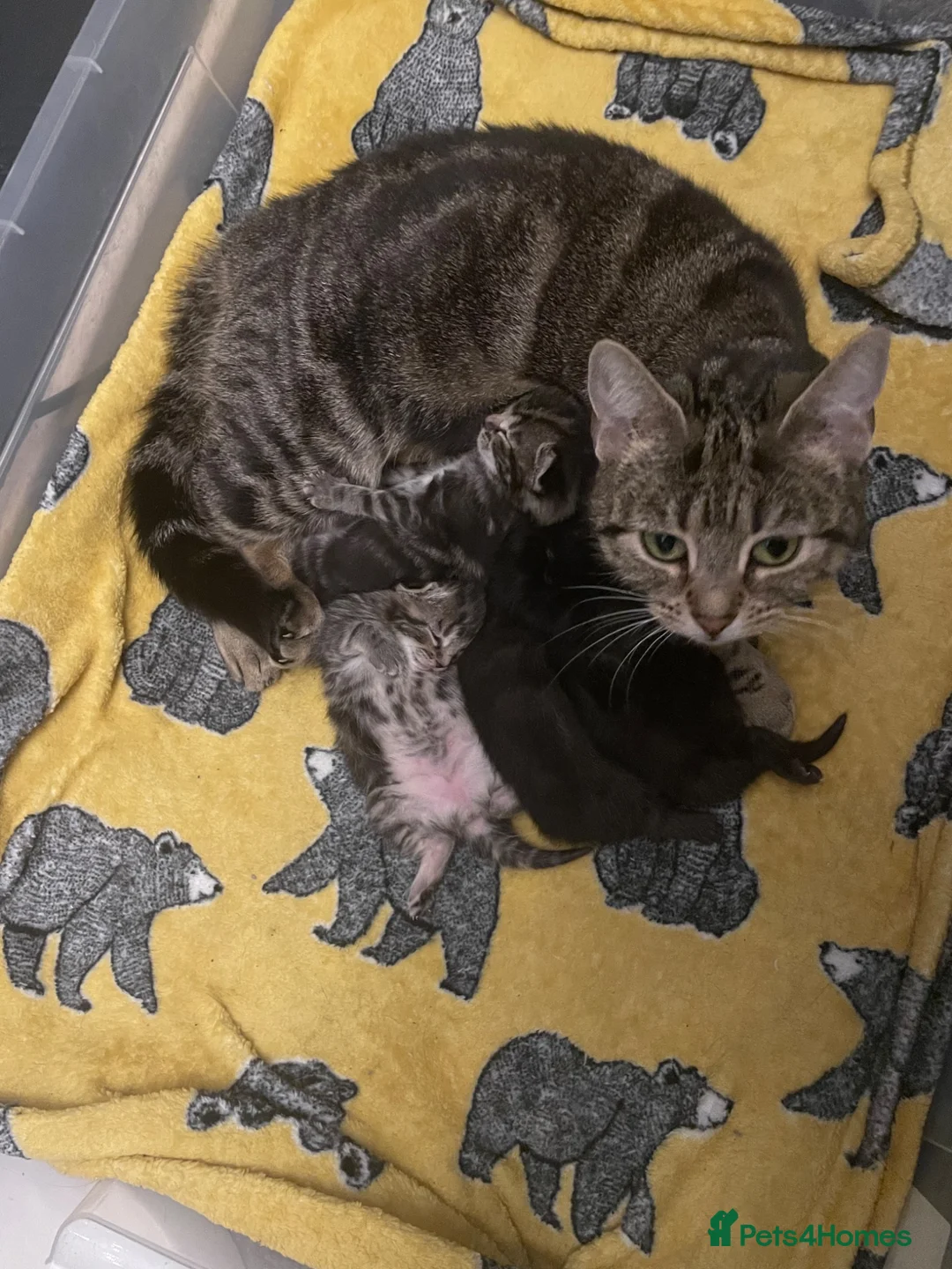 Mixed Breed cats for sale: Kittens  - Advert 10