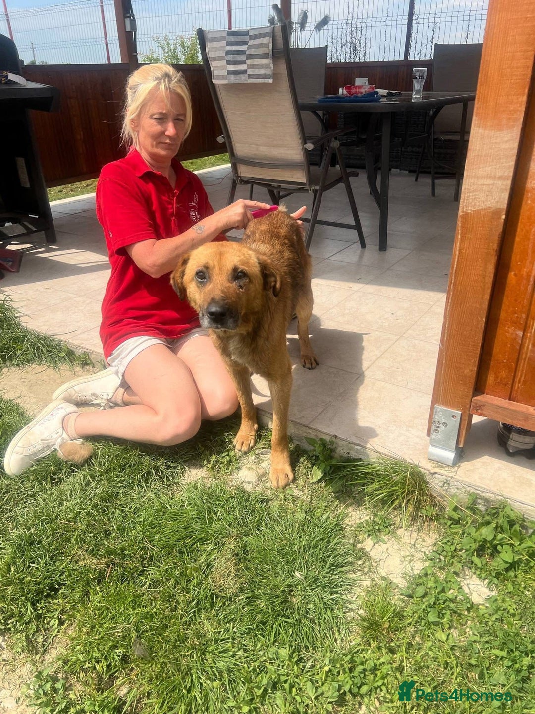 Mixed Breed dogs for adoption: Cyril - Fakenham Norfolk  - Advert 3