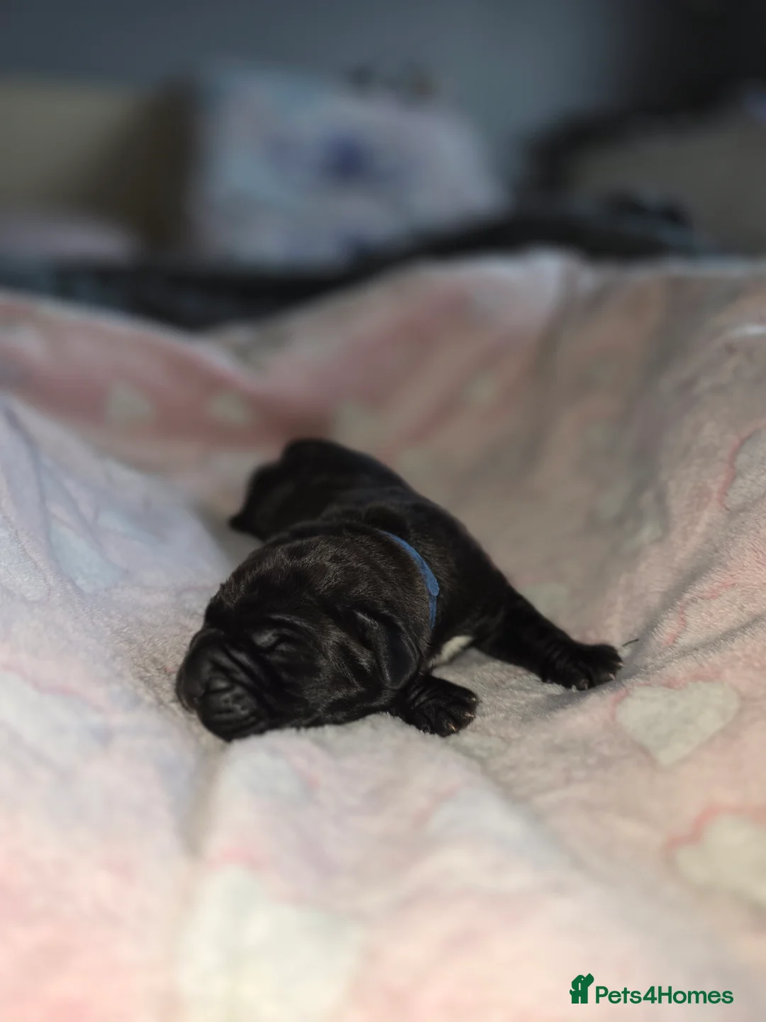 Cane Corso dogs for sale: Cane corso puppies - Advert 12