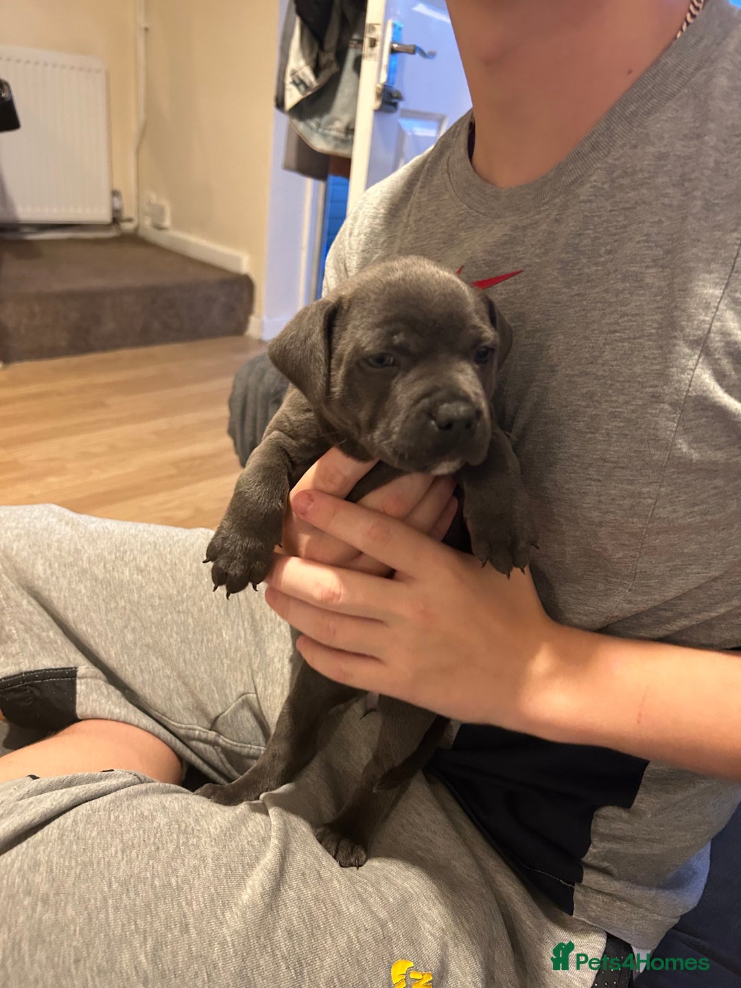 Staffordshire Bull Terrier dogs for sale: Beautiful blue Staffordshire puppies for sale 🐾 - Image 8