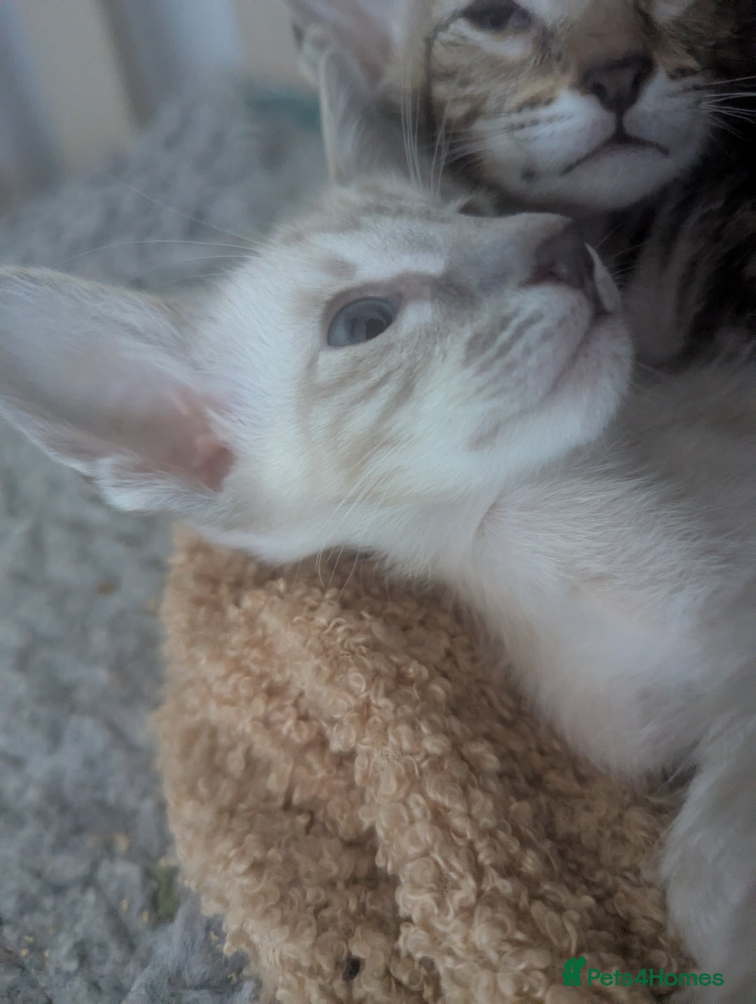 Oriental cats for sale: Super friendly kittens - Image 6