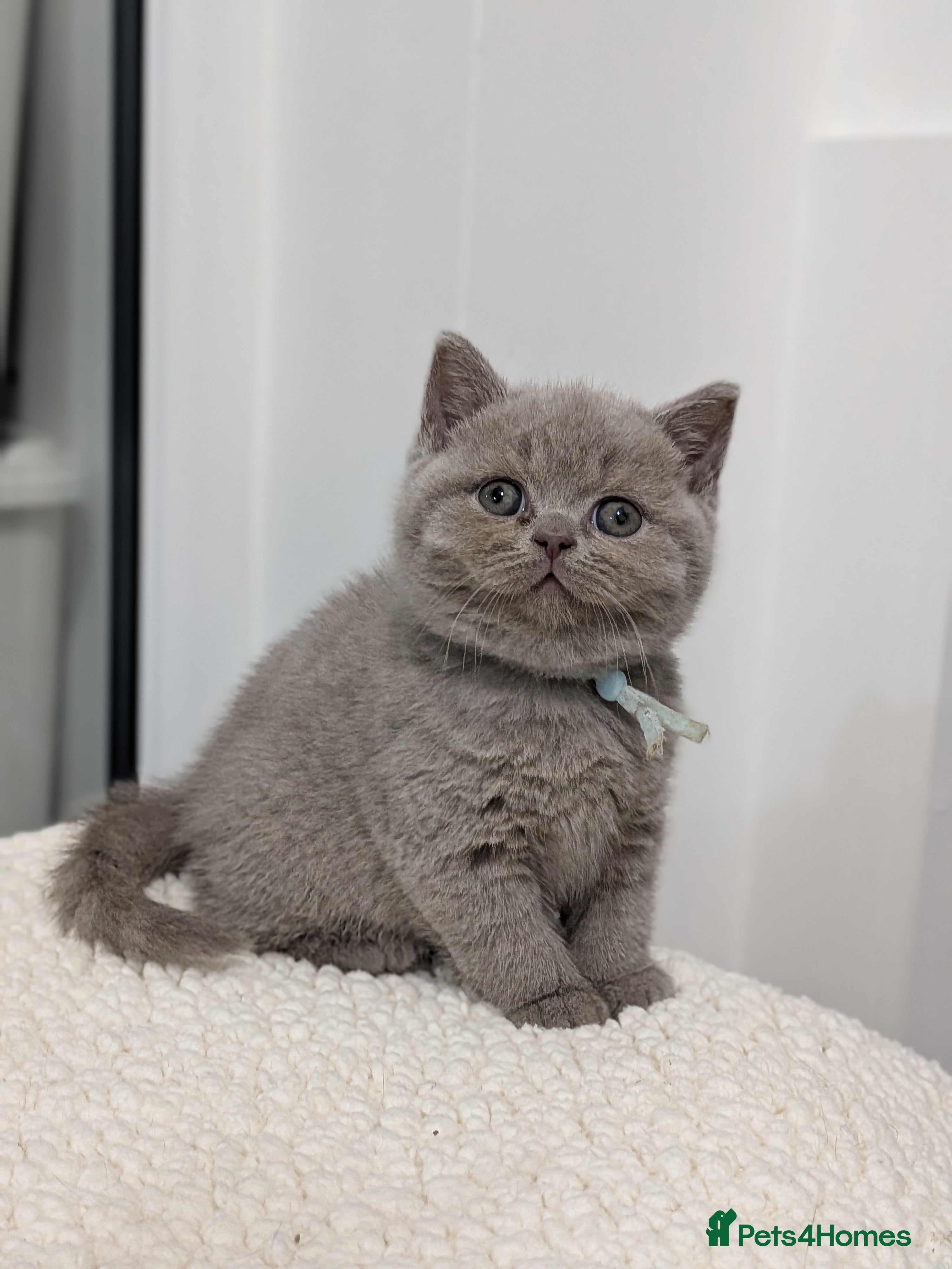 British Shorthair cats British Shorthair kittens  - Advert 1