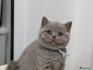 British Shorthair cats British Shorthair kittens - Advert 1