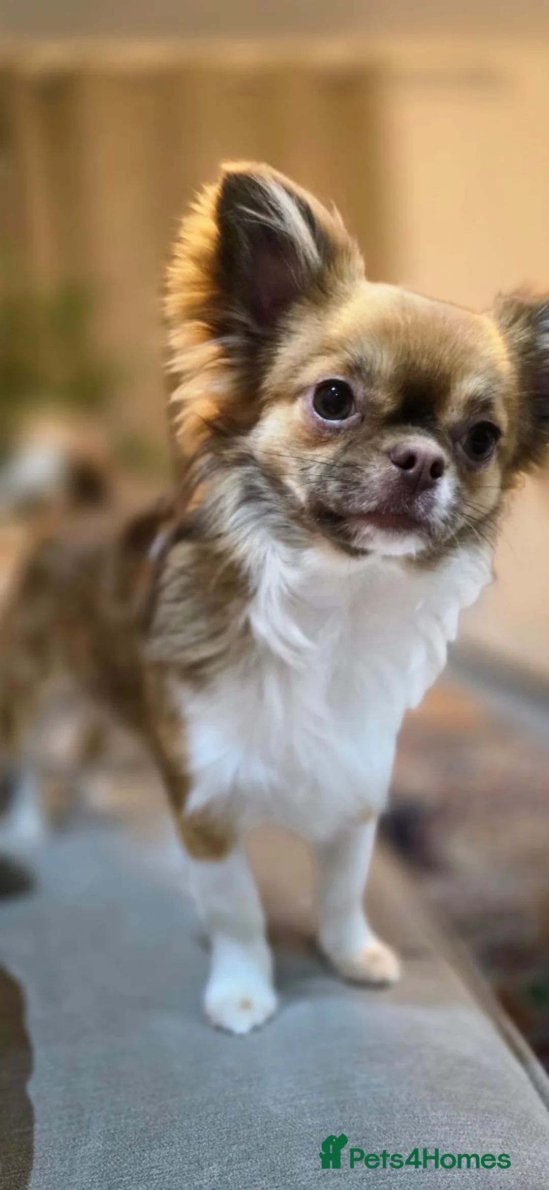 Chihuahua dogs for sale: Hairy chihuahua - Advert 11