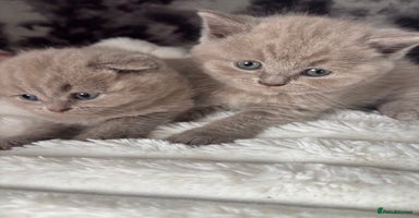 Scottish Fold cats - Advert 7