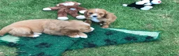 Mixed Breed dogs for sale: DAKOTA RETRIEVER CROSS COCKERLIER PUPPIES - Advert 6