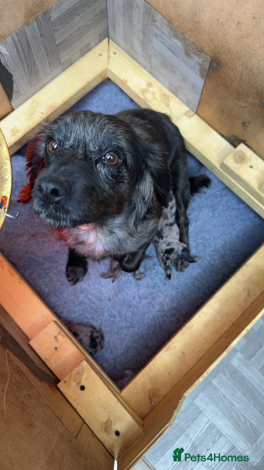 Cockapoo dogs for sale: Beautiful litter of cockapoo  - Advert 1