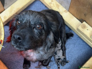 Cockapoo dogs Beautiful litter of cockapoo - Advert 1