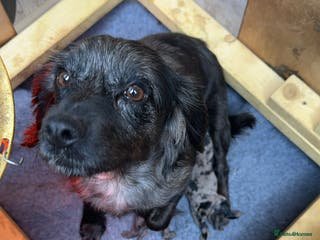 Cockapoo dogs Beautiful litter of cockapoo - Advert 14