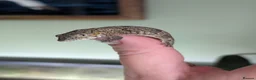 Gecko reptiles for sale: Eurydactylodes agricolae  - Advert 4
