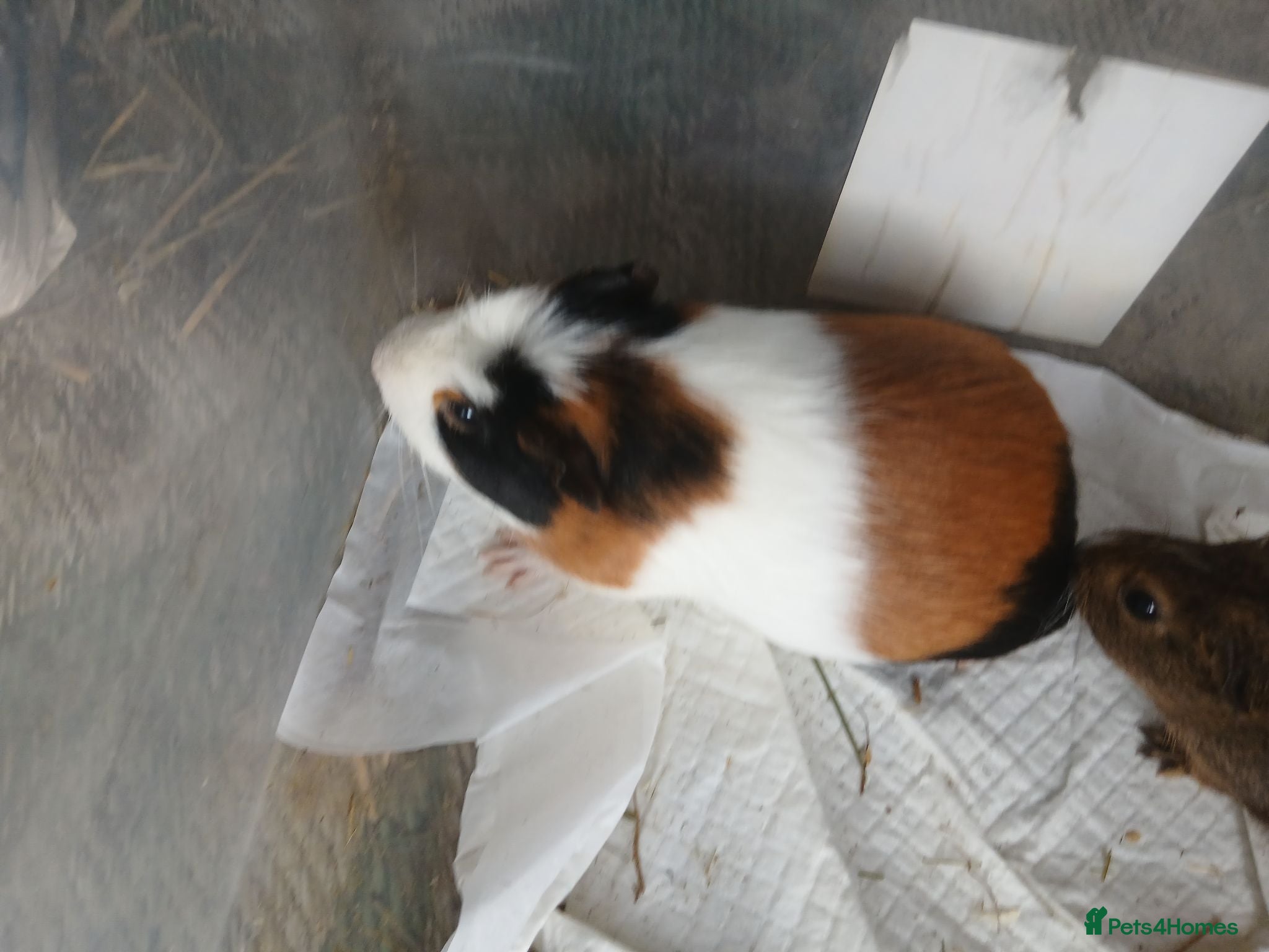 Guinea Pig rodents Bonded sow guinea pigs for sale - Advert 2