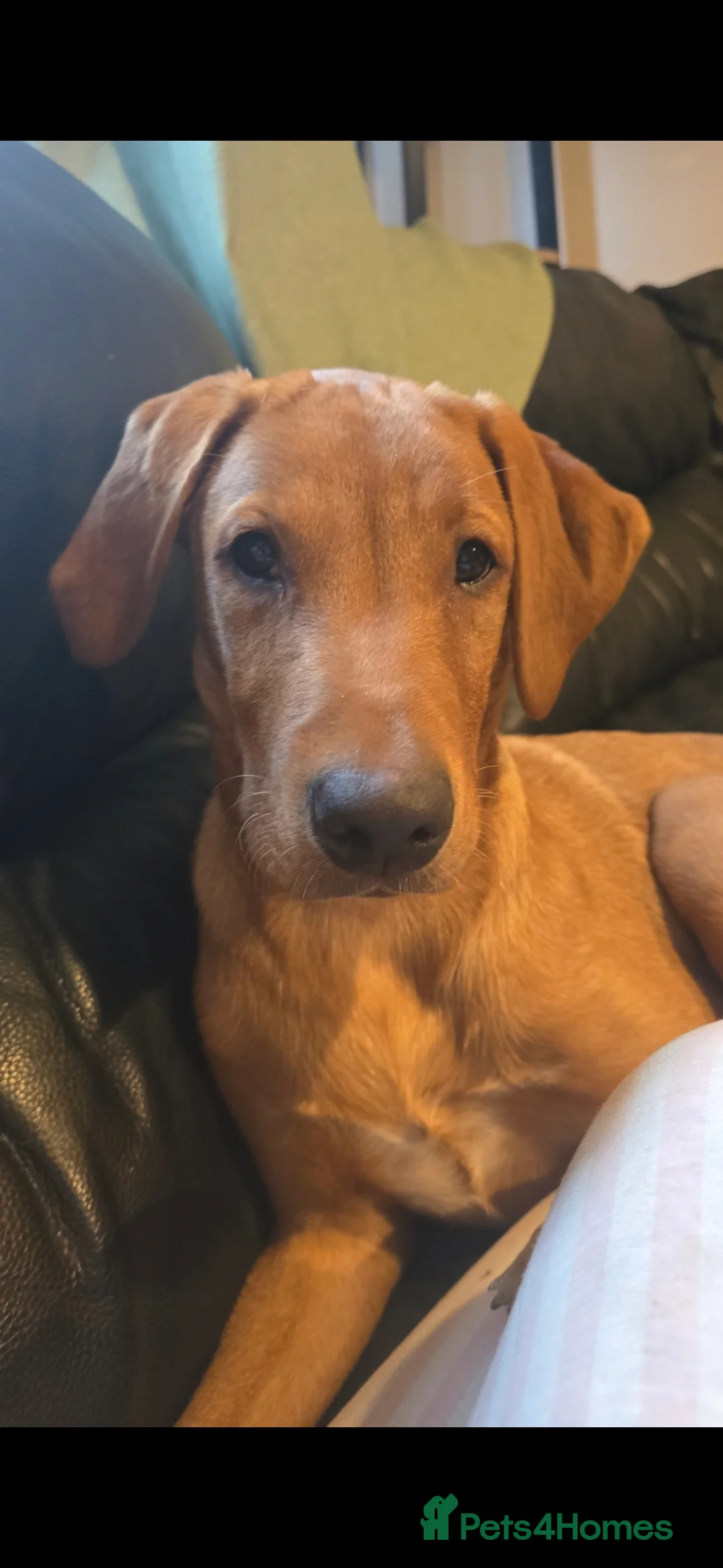 Labrador Retriever dogs for sale: Available for adoption  - Advert 4