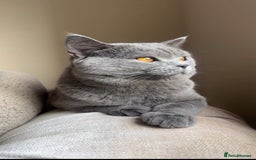 British Shorthair cats for sale: Chunky BSH male - Image 5