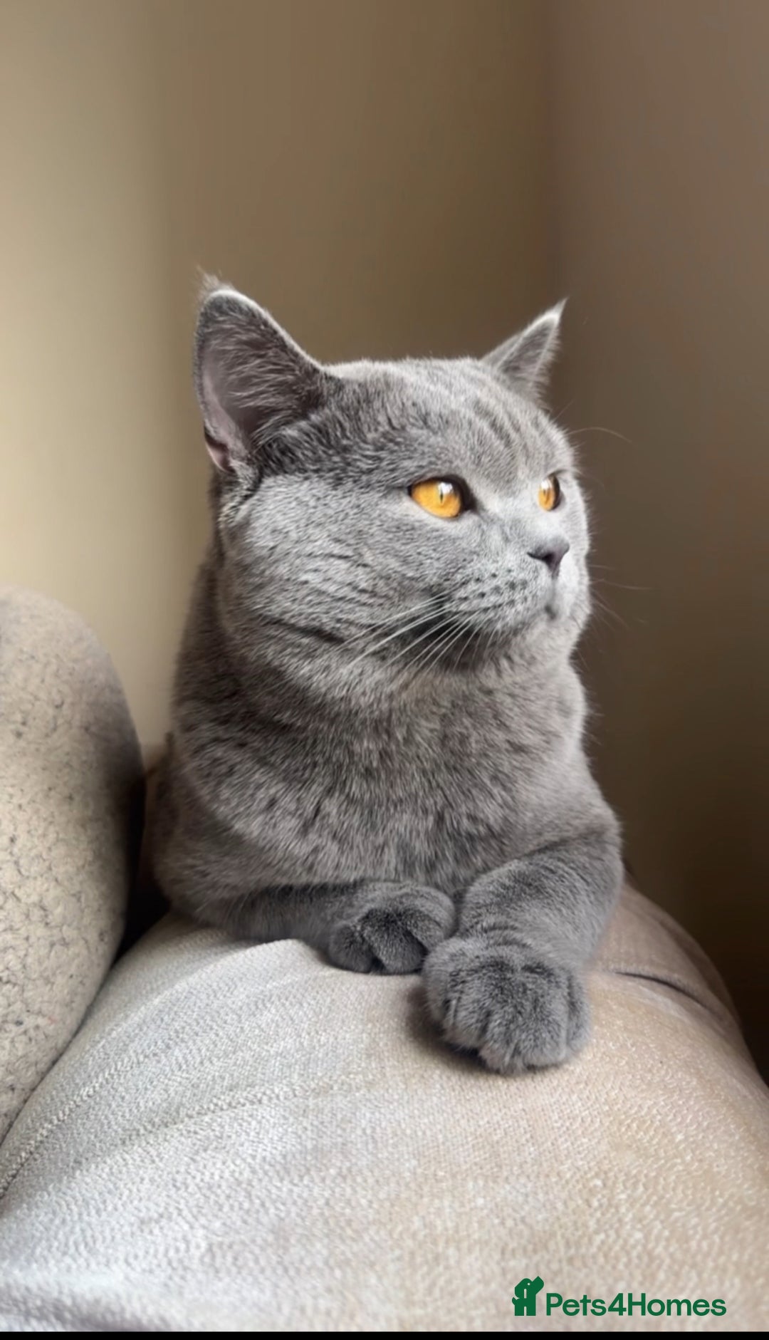 British Shorthair cats for sale: Chunky BSH male - Image 5