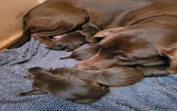 Labrador Retriever dogs for sale: Chocolate brown labrador puppies - Image 1