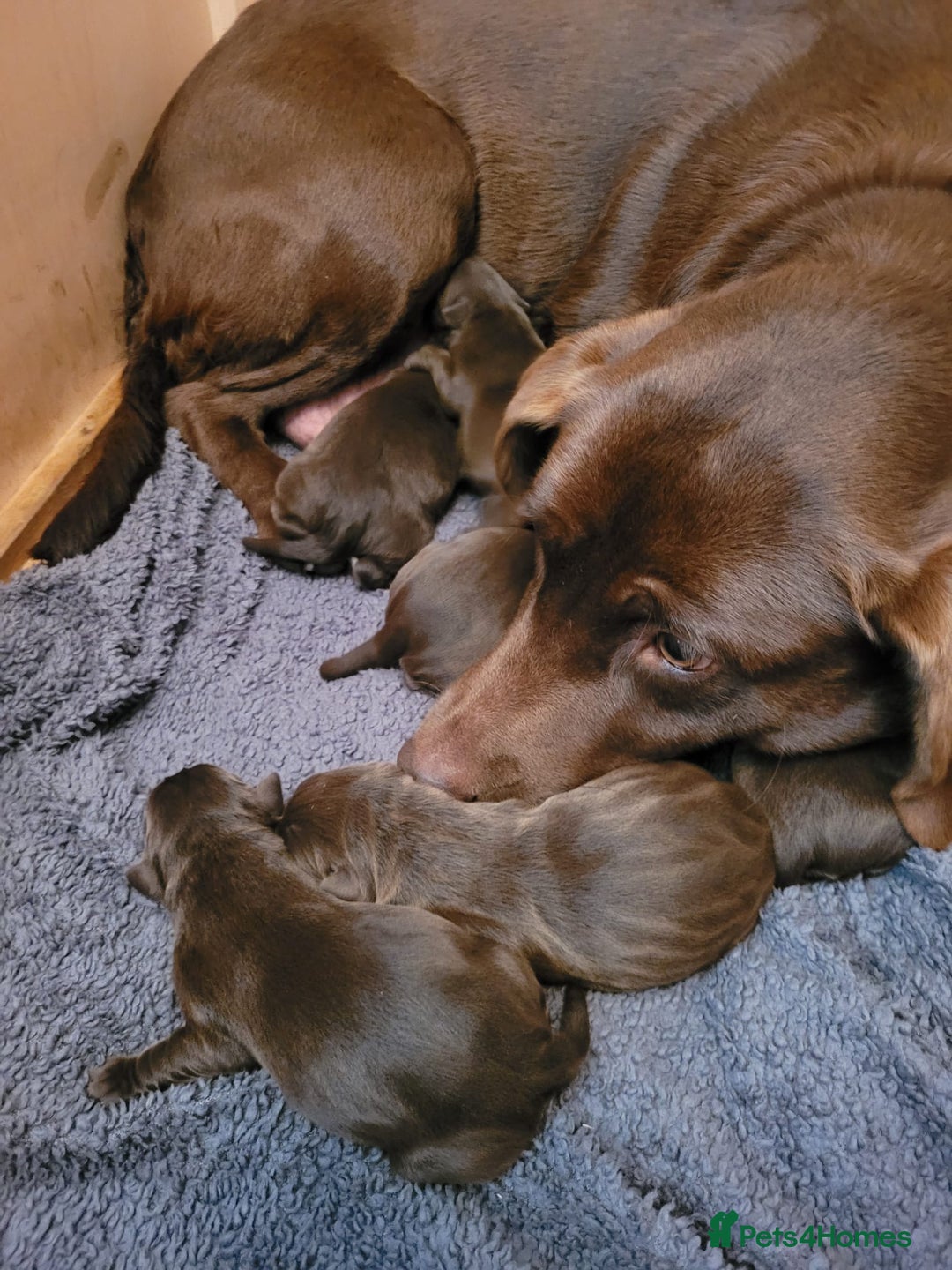 Labrador Retriever dogs for sale: Chocolate brown labrador puppies - Image 1