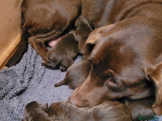 Labrador Retriever dogs for sale - Advert 1