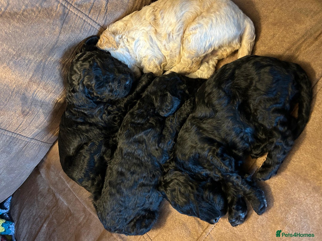 Goldendoodle dogs for sale: Golden doodle puppies for sale  - Image 15