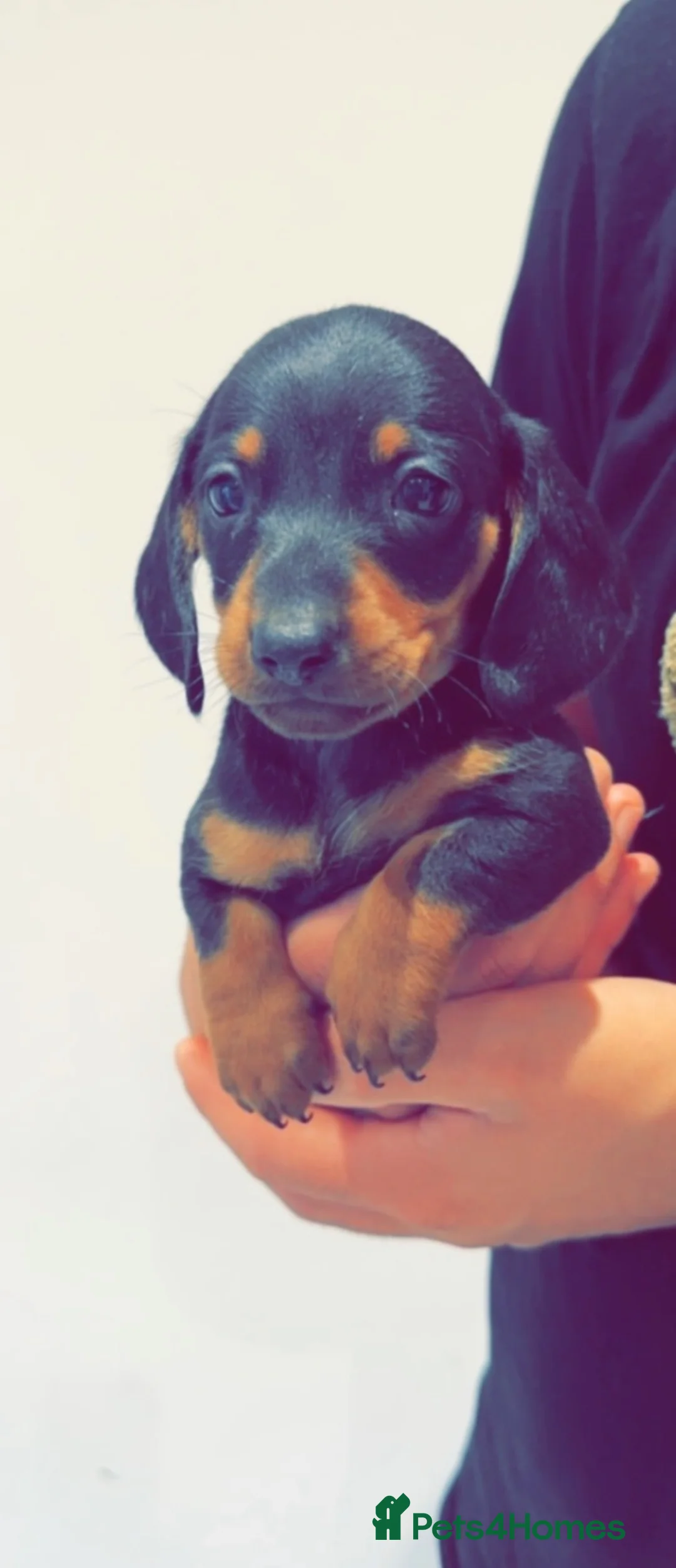 Miniature Dachshund dogs for sale: Miniature Dachshund puppies  - Advert 6