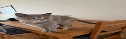 British Shorthair cats for sale: Beautiful Lilac British Shorthair Female – £650 - Advert 8