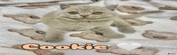 British Shorthair cats for sale: GCCF British Shorthair for Sale - Advert 8
