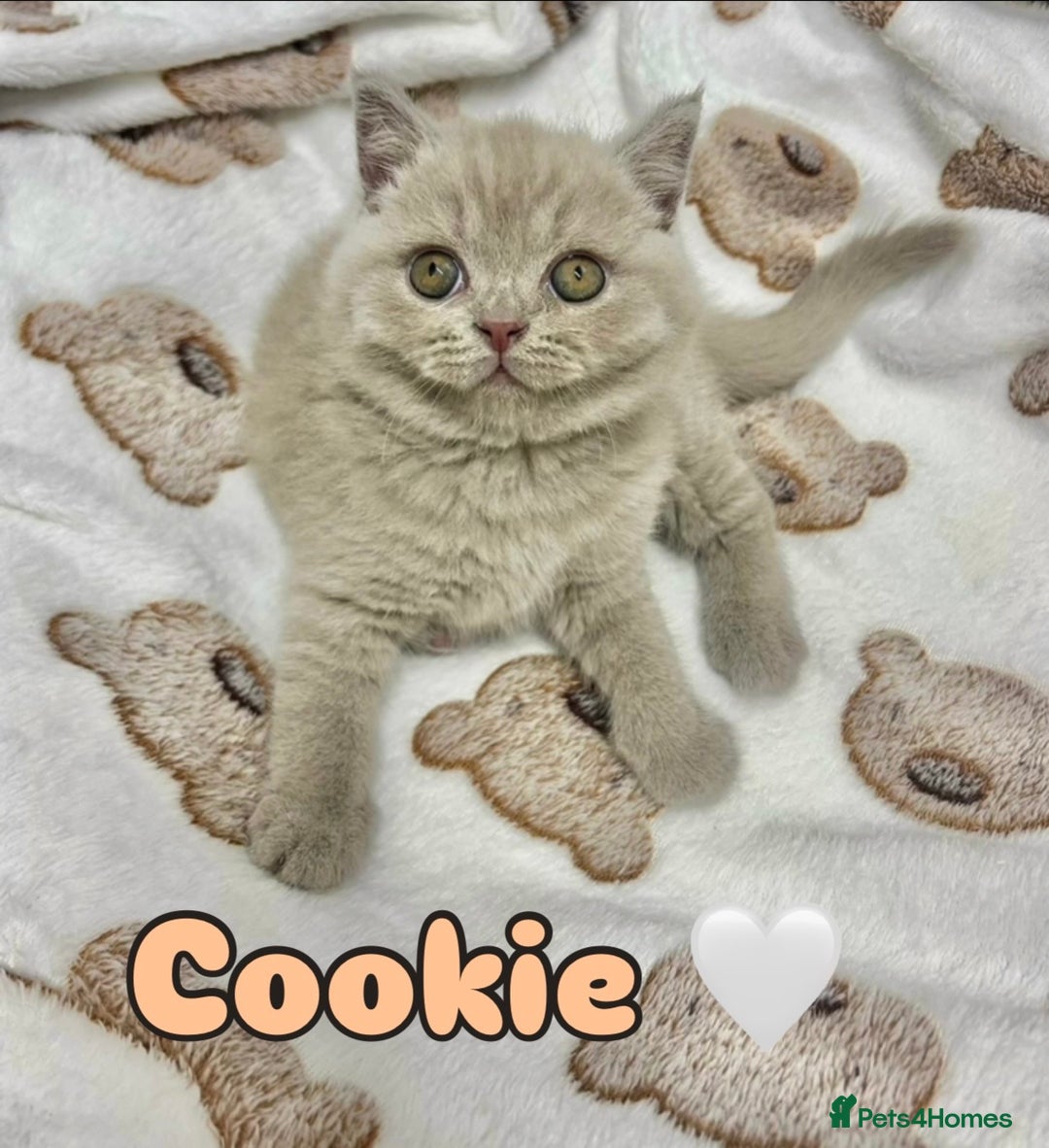 British Shorthair cats for sale: GCCF British Shorthair for Sale - Advert 8