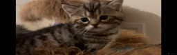 Munchkin cats for sale: Beautiful Fur Babies 🤗 - Advert 9