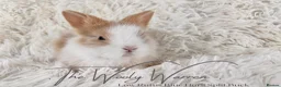 Lionhead rabbits for sale: Fully Vaccinated Lionhead Brothers  - Advert 10