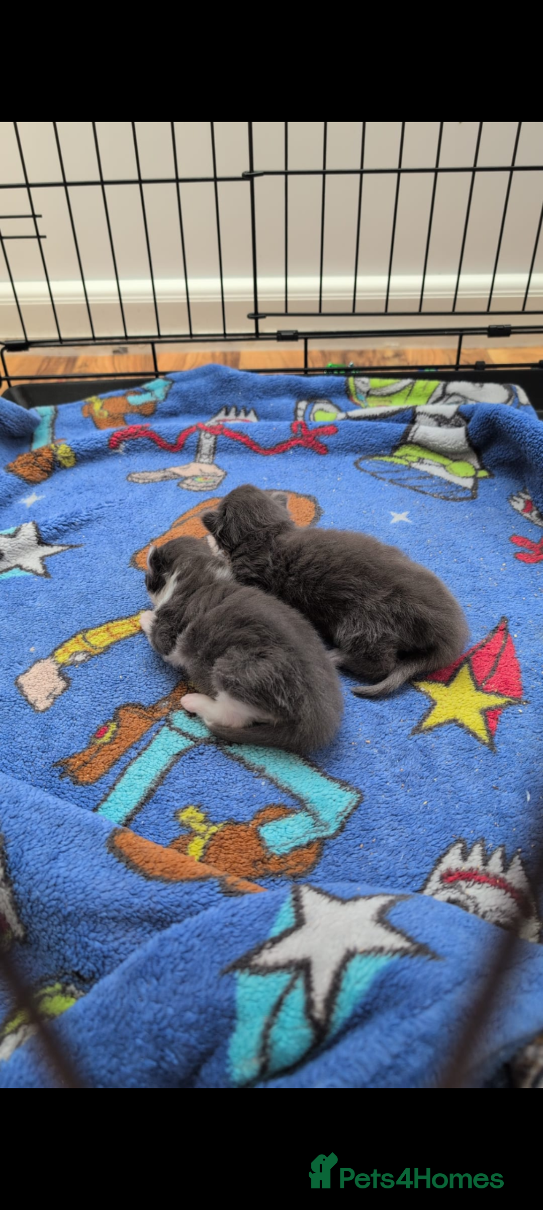 Maine Coon cats for sale: Maine coon kittens - Image 7