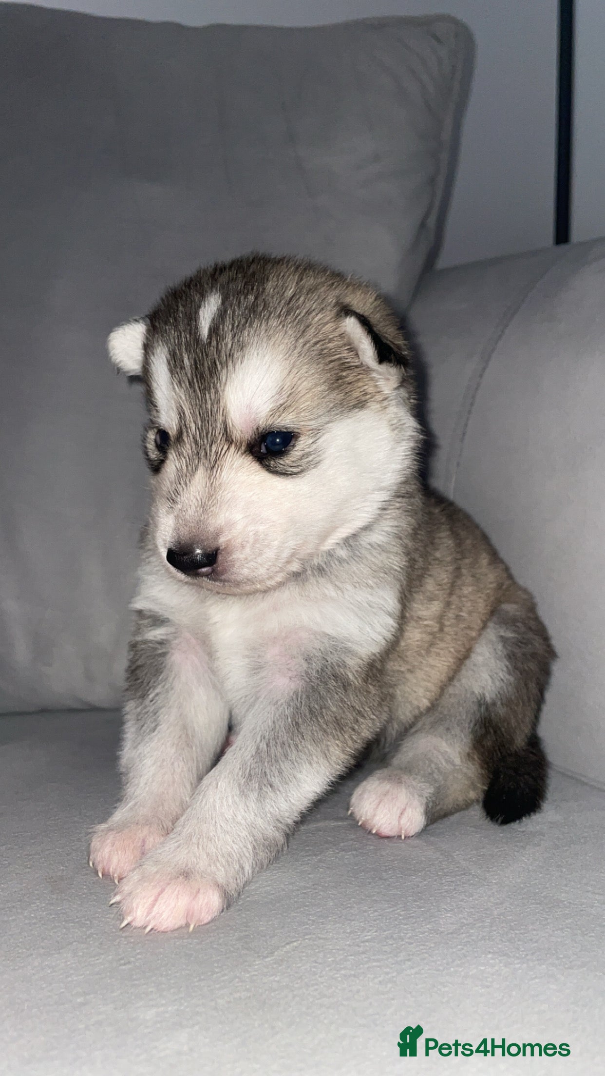 Siberian Husky dogs Husky pups - Advert 5