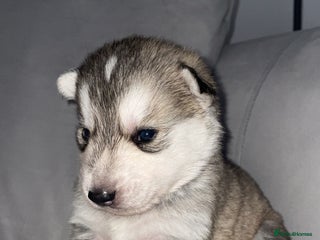 Siberian Husky dogs Husky pups - Advert 5