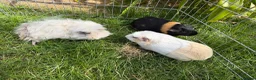 Guinea Pig rodents for sale: 3 boy guinea pigs  in Sheringham - Advert 4