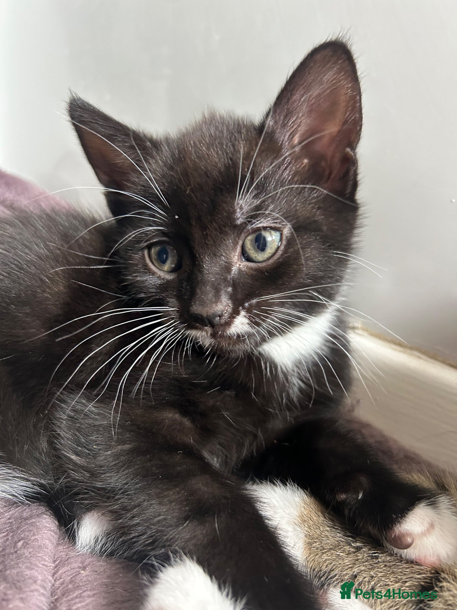 Mixed Breed cats Last of litter, ready now  - Advert 12