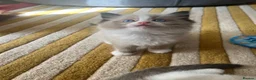 Ragdoll cats for sale: Ragdoll babies  - Advert 4