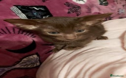 Oriental cats for sale: Full Pedigree Oriental 1 Kitten XL size ears GCCF - Advert 35