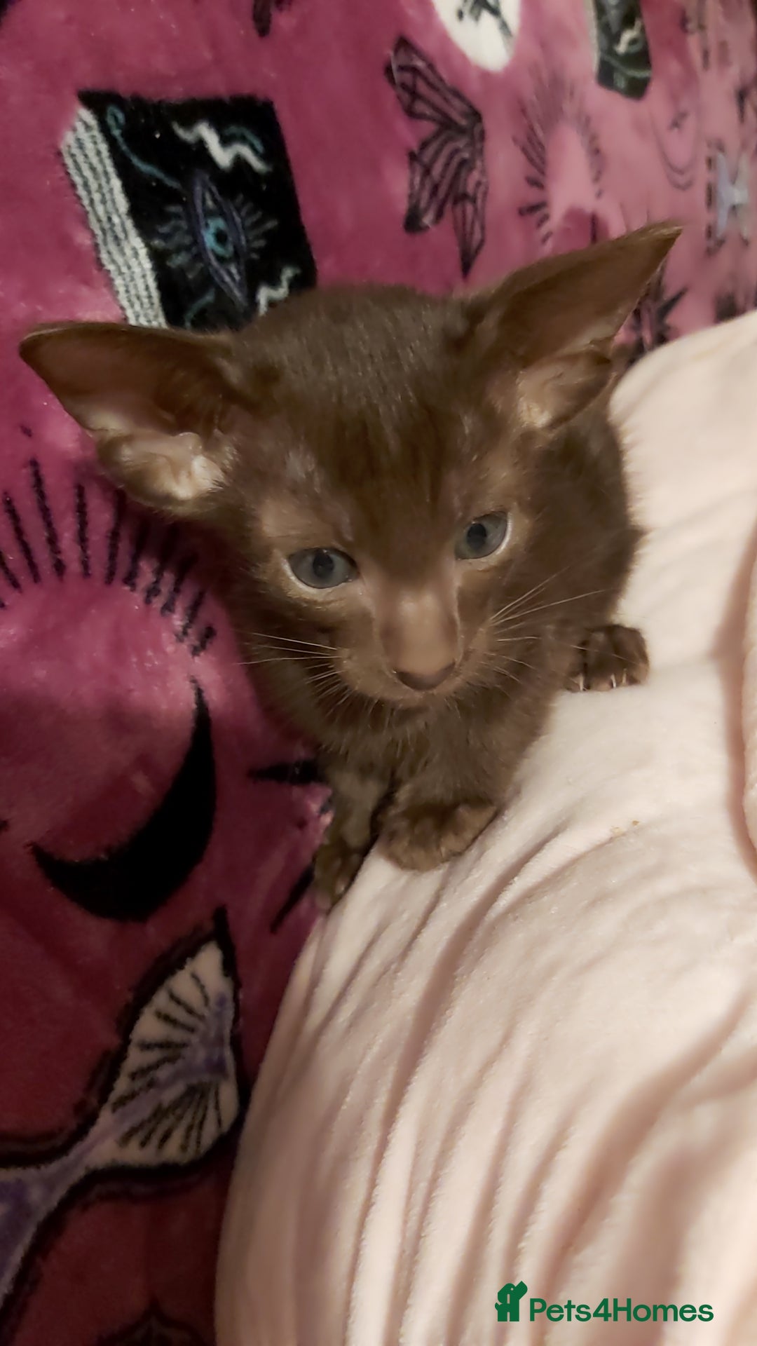 Oriental cats for sale: Full Pedigree Oriental 1 Kitten XL size ears GCCF - Advert 35