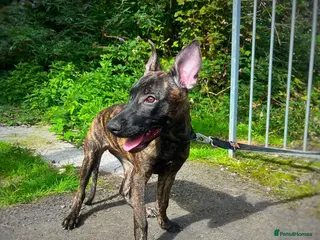 Belgian Shepherd Dog dogs Herder puppies x (working lines) - Advert 16