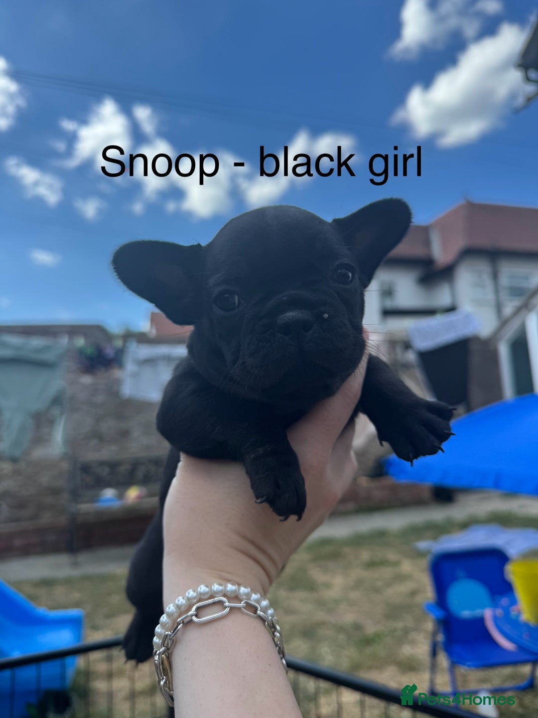 French Bulldog dogs for sale: French Bulldog puppies  - Image 5